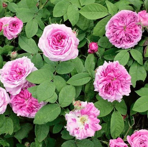 Комт де Шамбор (Comte de Chambord)