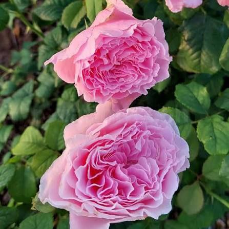 Ніколя Бріансон (Nicolas Briancon)