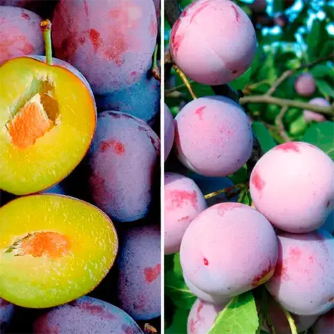 Слива Анна Шпет