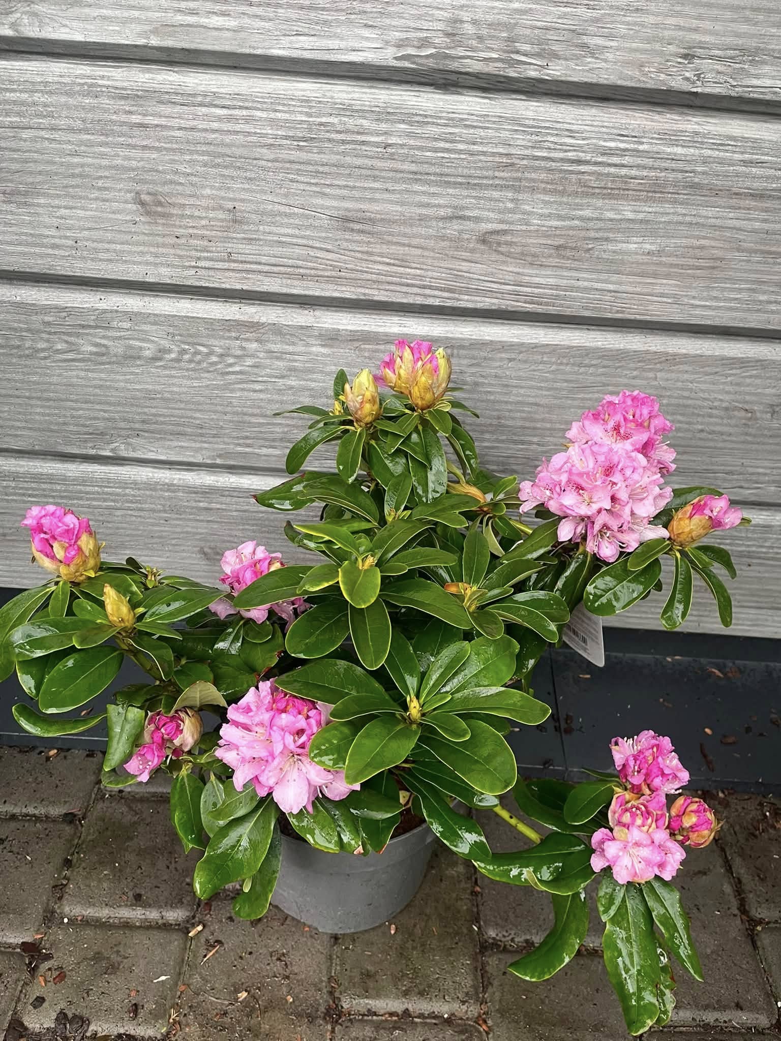 Рододендрон 'Cheer' (Rhododendron 'Cheer')