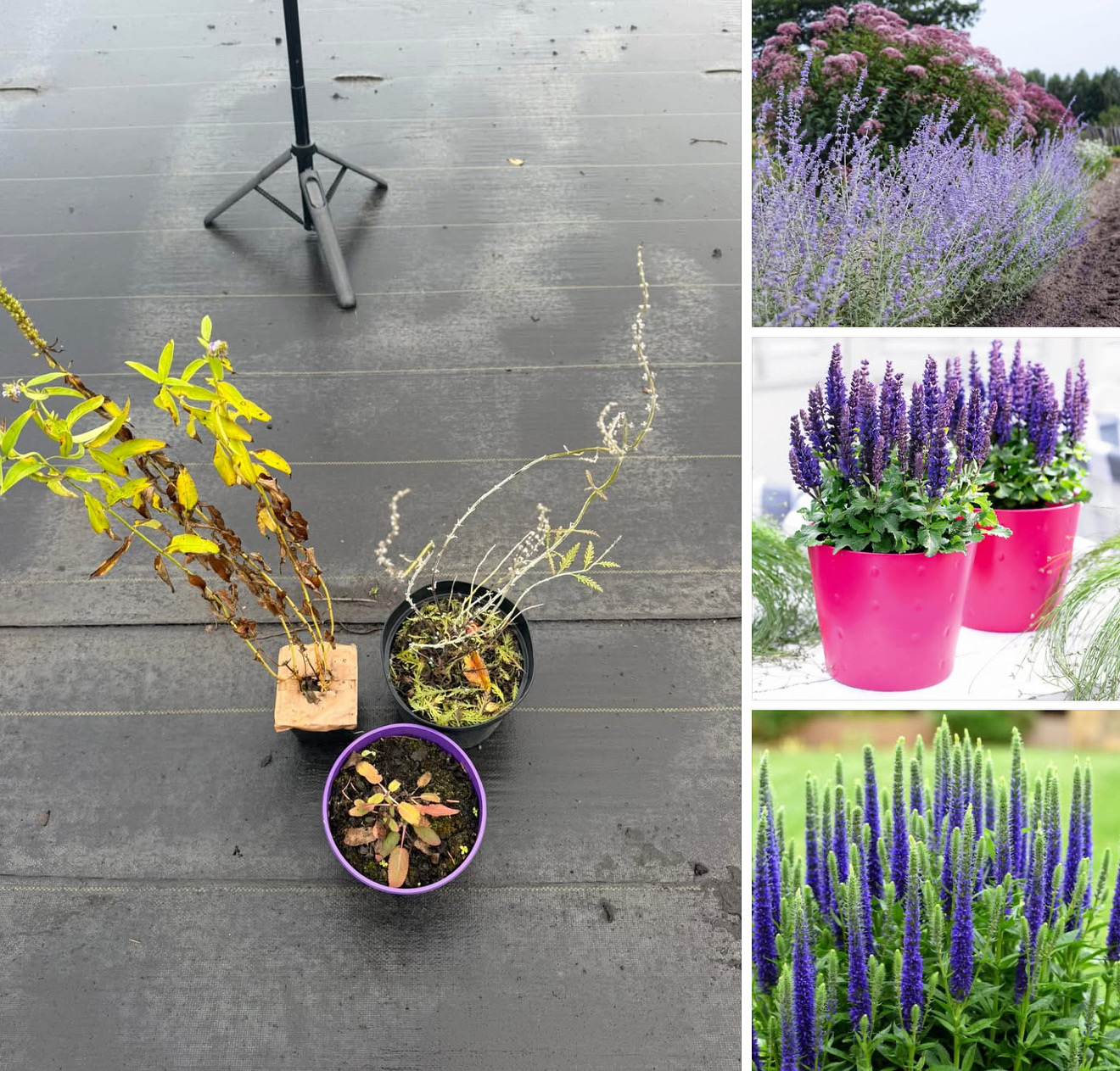 Набір фіолетових квітучих  Перовскія , шавлія і вероніка