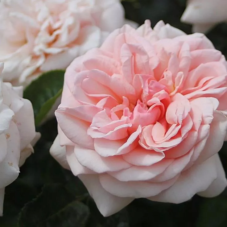 Афродіта (Aphrodite)