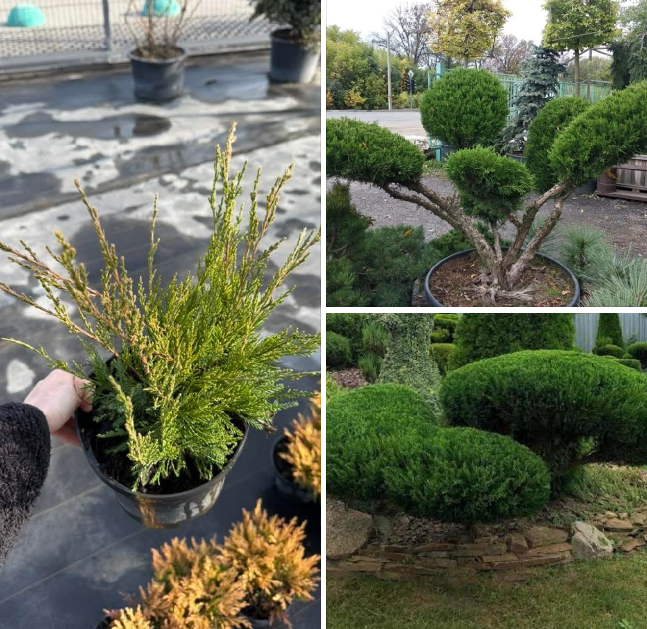 Ялівець Мінт джулеп 3 л