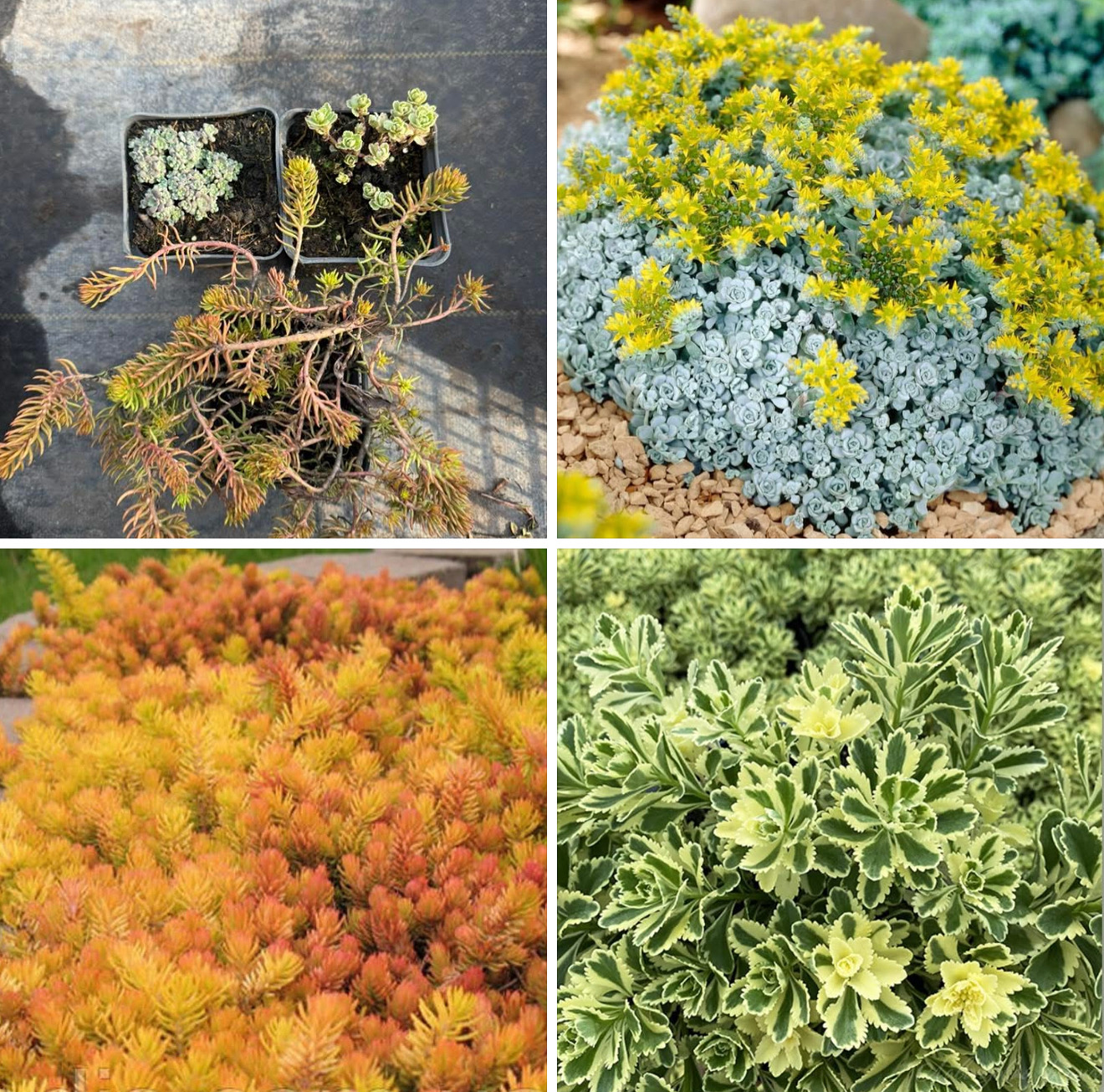 Набір очитків