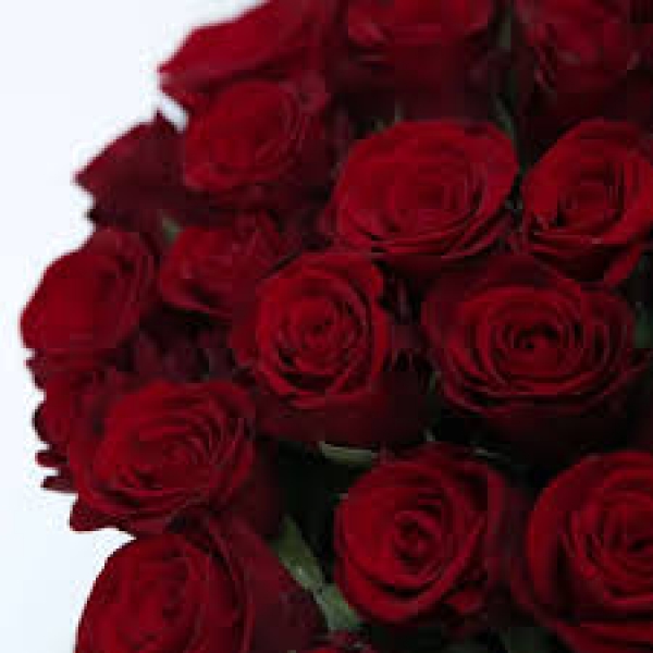 Ред Ріббон (ч/г) — Red Ribbon