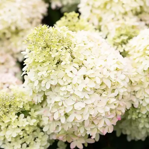 Гортензія волотиста "Living Royal Flower"