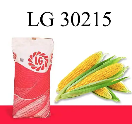 Насіння кукурудзи LG 30215 Limagrain ФАО 220 Кукурудза високої врожайності