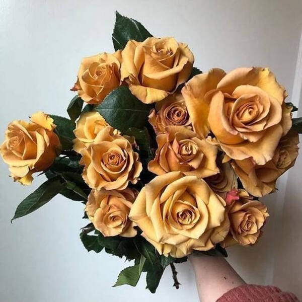 Голден Мустард — Golden Mustard