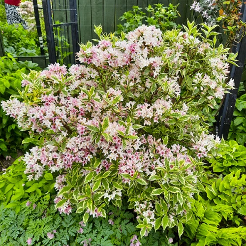 🌺 Вейгела квітуча Nana Variegata (Вейгела "Нана Варієгата")