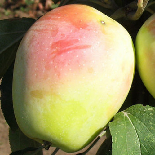 Яблуня Канділь Сінап