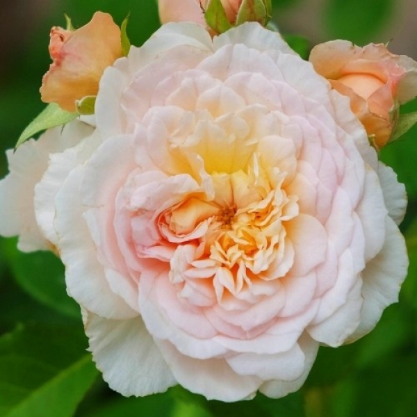 ЕМІЛІ БРОНТЕ (Emily Bronte)