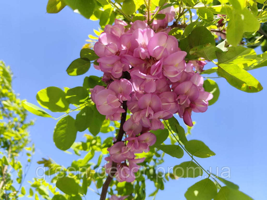 Робінія щетиниста (Robinia hispida) stam 150-160