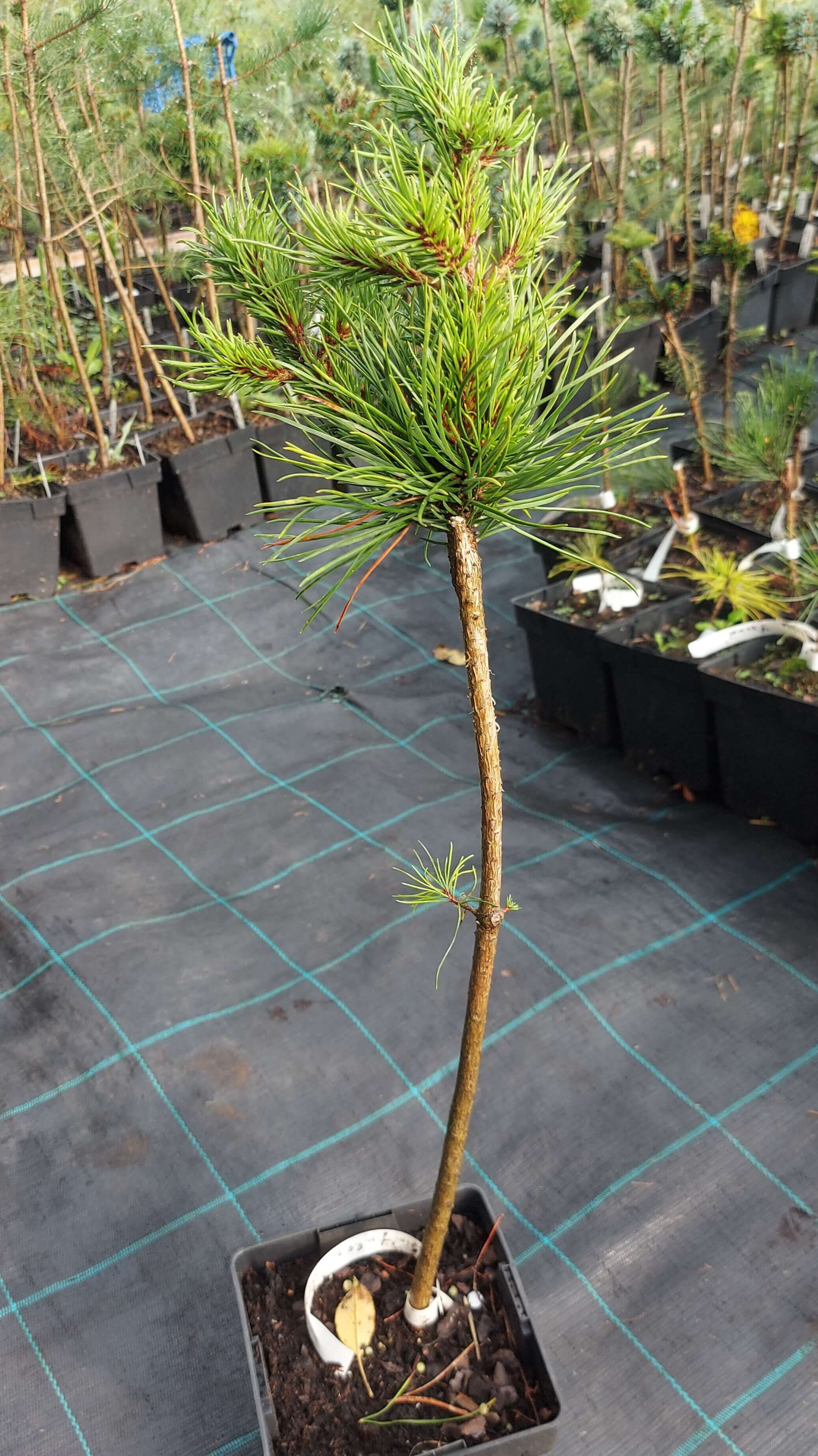 Сосна віргінська 'Тайлер' (Pinus virginiana 'Tyler')