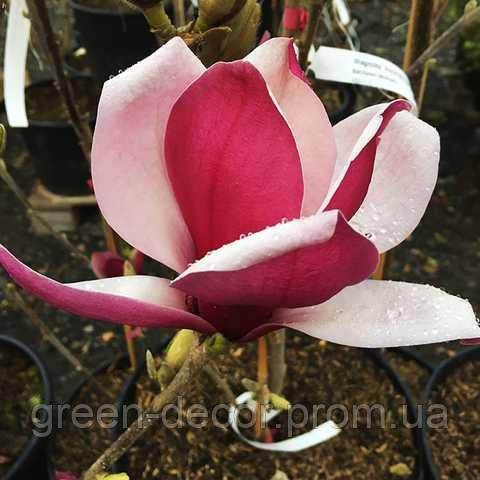 Магнолія 'Марч Тілл Фрост' (Magnolia 'March Till Frost') 90-140 С7.5