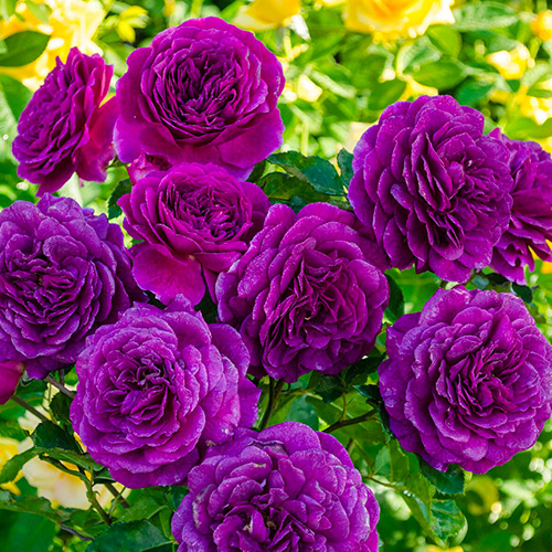 Троянда флорібунда Ебб Тайд