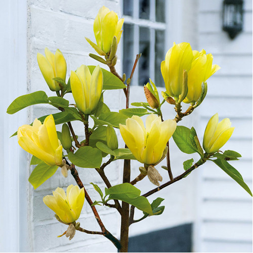 Магнолія Еллоу Бірд