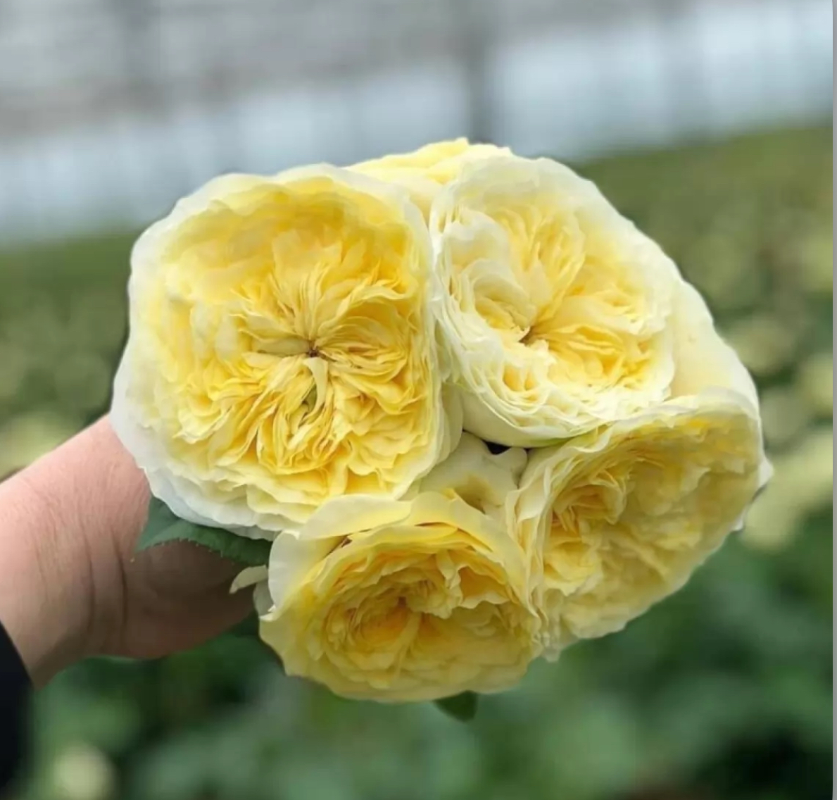 Троянда гайд парк 2 р ( ЗКС)