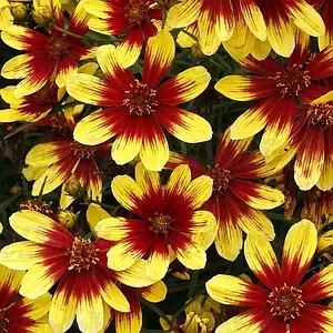 Кореопсис Firefly - в горщику р.10