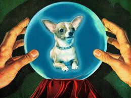 Animal Psychic Surgery