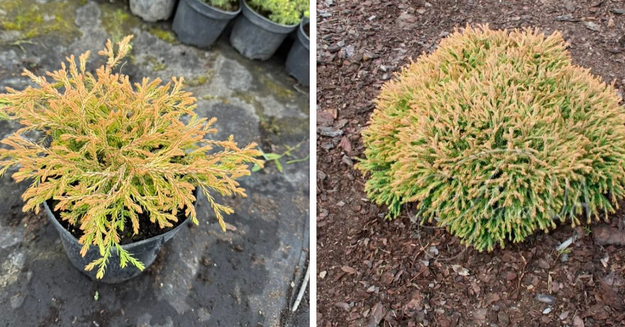 Туя голден таффет 3 л