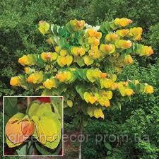 Церцис канадський "Мелон Б'юті" Cercis canadensis ‘Melon Beauty’ /h60-80