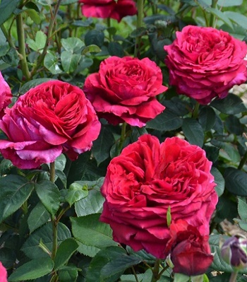 🌹 Троянда флорибунда "Rose des 4 Vents"