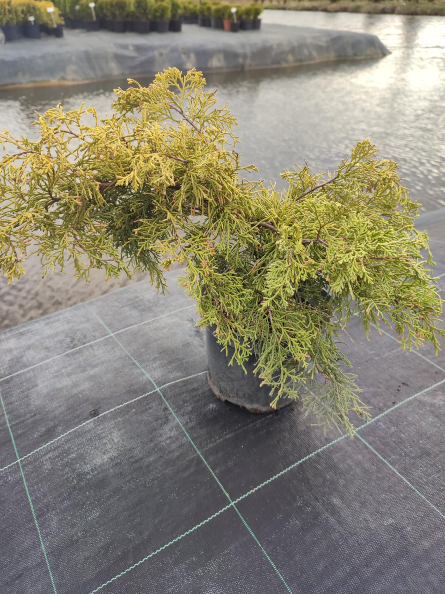 Ялівець Pfitzeriana Aurea