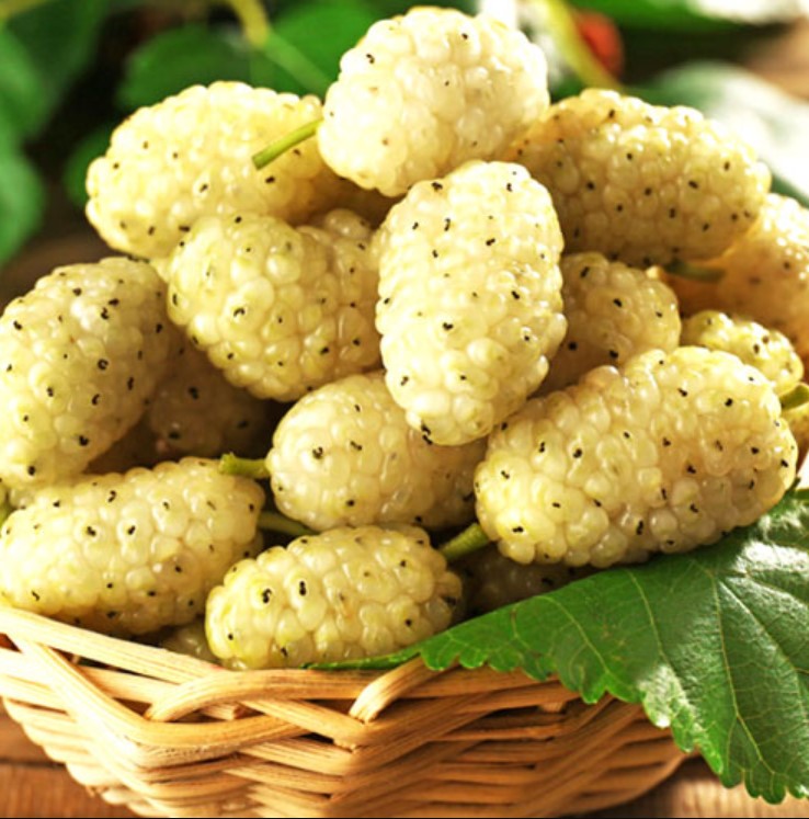 Шовковиця біла Медова