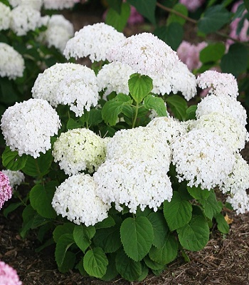 🌸 Гортензія деревовидна "Candybelle® Minibell" (Hydrangea arborescens "Candybelle® Minibell")