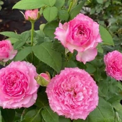 Кантрі Спіріт Леді (Country Spirit Lady)