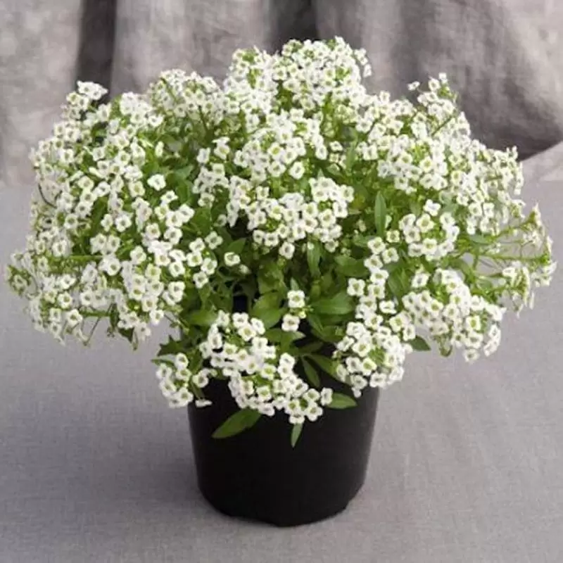 Алісум  Easter bonnet white (  в горщику )