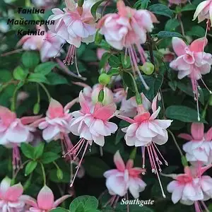 Фуксія ампельна Southgate (Саутгейт) - касетна розсада
