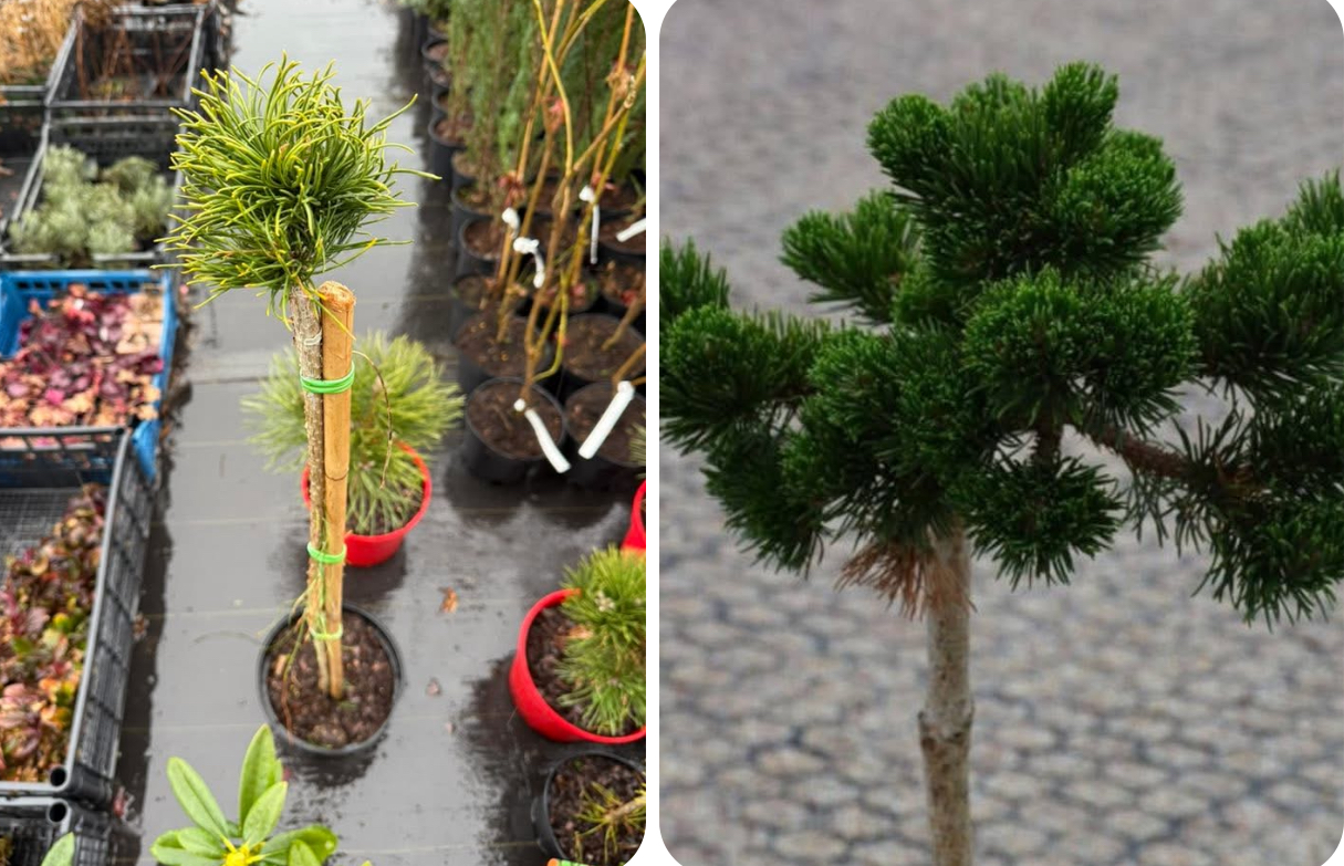 Сосна Якобсен ( бонсай )