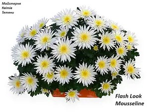 Хризантема Мультифлора Flash Look Mousseline - в горщику р.12