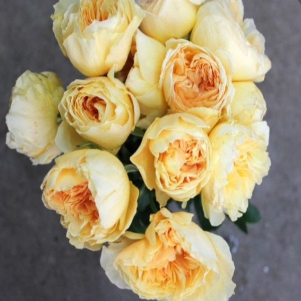 Лікухоталу (Танець Світлячків) — Likuhotalu