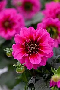 Жоржина Labella Medio Fun Pink Blush (касетна розсада)