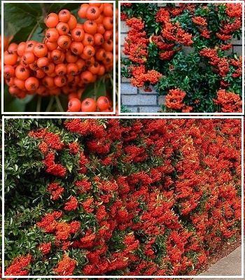 🌿 Піраканта "Mohave"