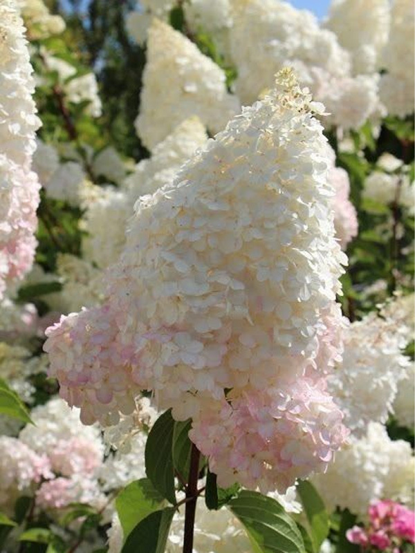 Гортензія волотиста Grandiflora