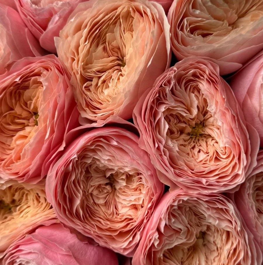 Харпер (Harper)