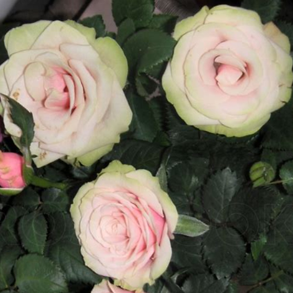 Magnolia Kordana – Магнолія Кордана