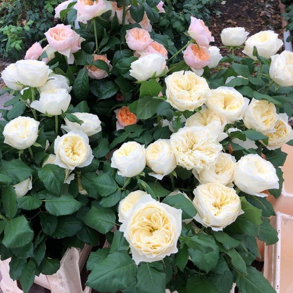 Вайт Вувузела — White Vuvuzela