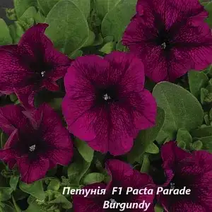 Петунія Pasta Parade Burgundy (касетна розсада)