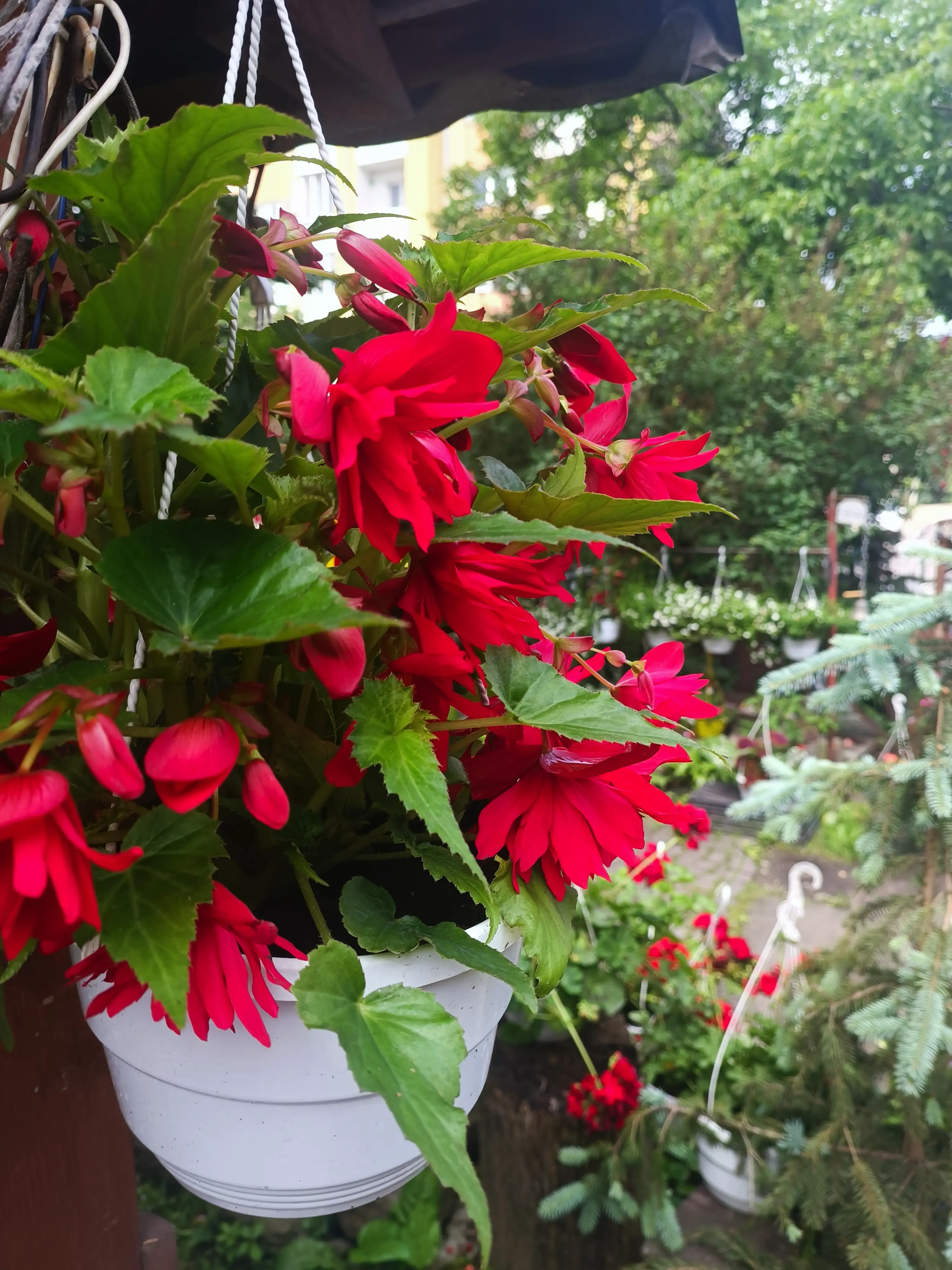 Бегонія ампельна Illumination® Rose (касетна розсада)