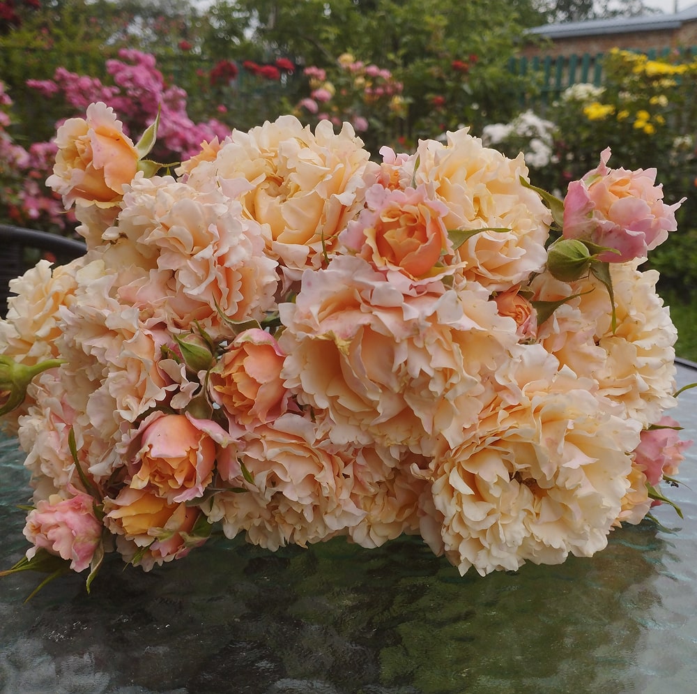 Майра Піч (Mayra's Peach)