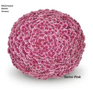 Хризантема Мультифлора Sorini Pink - в горщику р.12