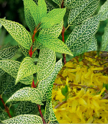 🌼 Форзиція "Kumson"