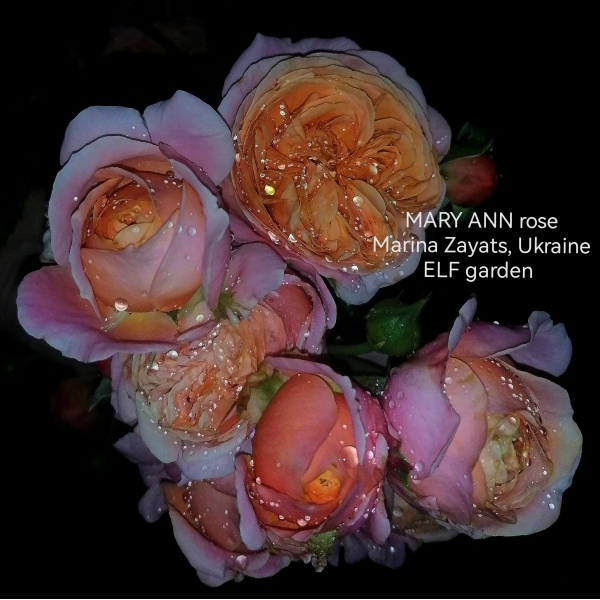 МЕРІ ЕНН (MARY ANN)