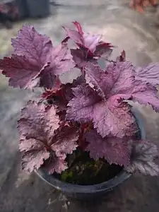 Гейхера Rex Silver у горщику р.12