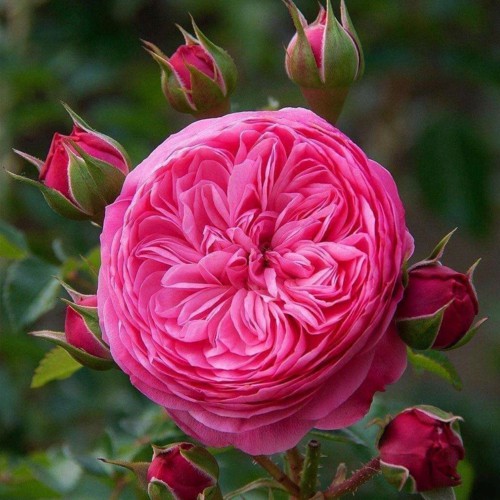 Троянда англійська Леонардо да Вінчі