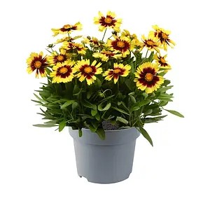 Кореопсис UpTick Yellow & Red (Florensis)- в горщику р.10